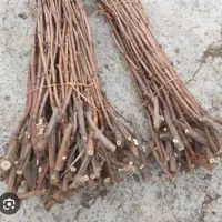 قلمه قنداقه دار یا پاشنه دار انگور دیم سیاه سردشت