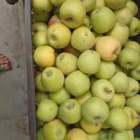 سیب|خوردنی و آشامیدنی|گلبهار, نوبهار|دیوار