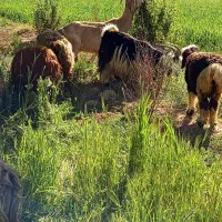 قصاب سیار  بره زنده هم وجود است با انتخاب خودتون|حیوانات مزرعه|شهرکرد, |دیوار