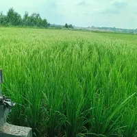 سیمکارت‌همراه‌اول‌دائمی   09101203090