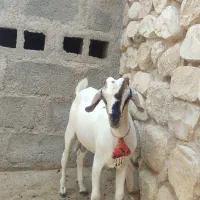 دوتا کهره سومالی|حیوانات مزرعه|مهر, |دیوار