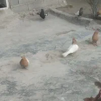 همه فروشی باجوجه