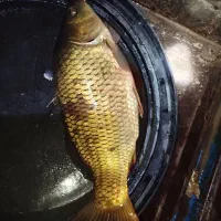 کپور و آمور و فیتی فاک|ماهی|شیروان (خراسان), |دیوار