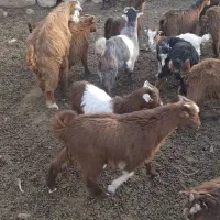 کهره بزغاله بومی