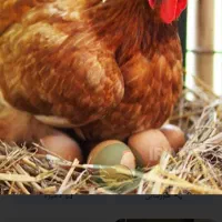 فروش مرغ تخم گذار