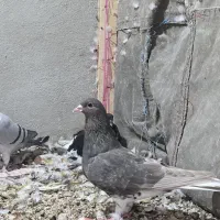 تعدادی شهری و پلاکی