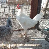 یک عدد مرغ تخمگذار