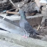 کبوتر|پرنده|کلاله, |دیوار