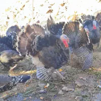 بوقلمون جوان و ارگانیک