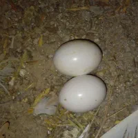 تخم نطفه دار کبوتر