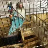 طوطی برزیلی جفت