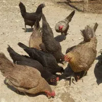 مرغ محلی تخم گذار