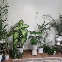 گل وگیاه آپارتمانی ۲۰ عدد گل گیاه