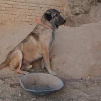 سگ عراقی
