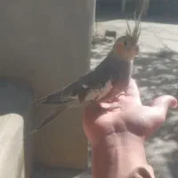 عروس هلندی زیبا و جوان|پرنده|سنقر, |دیوار