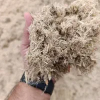 کاه نیشکر باگاس