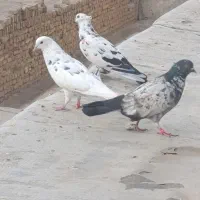 کفتر|پرنده|باقرشهر, |دیوار