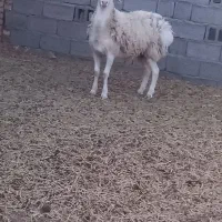 ۳۵،۰۰۰۰۰|حیوانات مزرعه|زهان, |دیوار