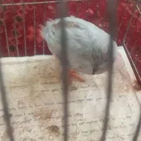 بلدرچین مینیاتوری