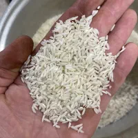 برنج هاشمی محصول خشکبیجار|خوردنی و آشامیدنی|رشت, بوسار|دیوار
