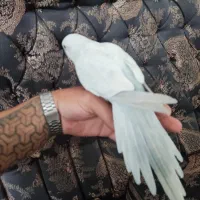 جفت راهب مولد آبی و زرد کرمینو و...|پرنده|اصفهان, همدانیان|دیوار