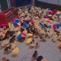 جوجه برای فروش دارم امیدیه