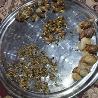 حلزون آچاتینا