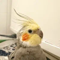 عروس طوطی گم شده|پرنده|قزوین, |دیوار