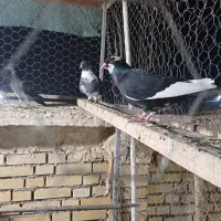 پرنده دوری دوری|پرنده|شوشتر, |دیوار