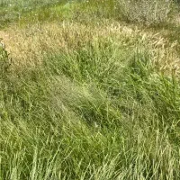 زمین-سیاهکل