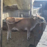 گاوشیری جرسی زاییده