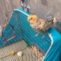 گمشده البته عکسه چند ماهه پیشه