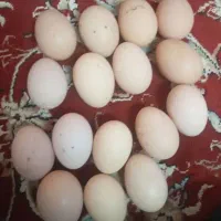تخم مرغ محلی قیمت۱۵ت.نطفه دار.ثبت سفارش