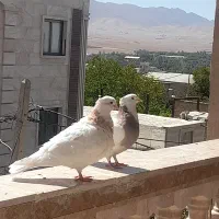 جفت طوقی کار داده و جوجه هاش