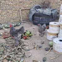 جوجه برهما بلک بلو کوکو|حیوانات مزرعه|مشهد, کارمندان دوم|دیوار