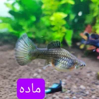 گوپی بلو مسکو|ماهی|تهران, استخر|دیوار