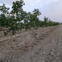 باغ-پسته