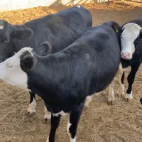 گوساله ماده