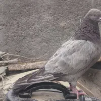 نرهفت رنگ کشیده