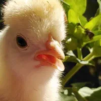تخم مرغ نطفه دار محلی