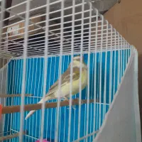 قناری جوفت رویی توخم|پرنده|مشهد, رباط طرق|دیوار