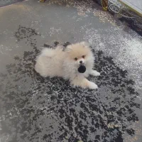 توله پامر خرسی واگذاری