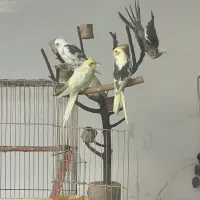 فروش عروس هلندی فوری