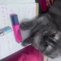 گربه اسکاتیش فولد