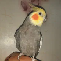عروس هلندی مولد