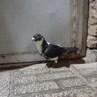 کفتر پلنگ سیاه نر