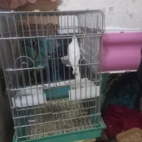 عروس هلندی رام|پرنده|تهران, شیوا|دیوار