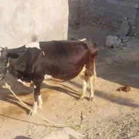 گاو و گوساله هلشتاین|حیوانات مزرعه|مسجد سلیمان, |دیوار