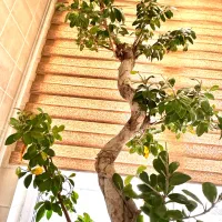 درختچه ، بونسای جنسینگ فیکوس بهمراه ۲عددگلدان لوکس|گل و گیاه طبیعی|تهران, اقدسیه|دیوار