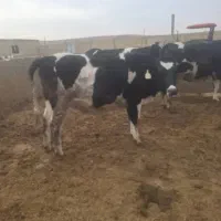 گاوهای جوان|حیوانات مزرعه|تاکستان, |دیوار